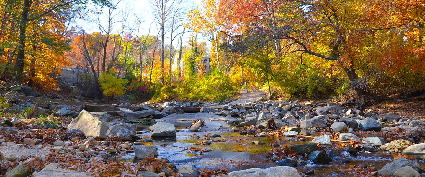 Anxiety and pression in Arlington nature scene