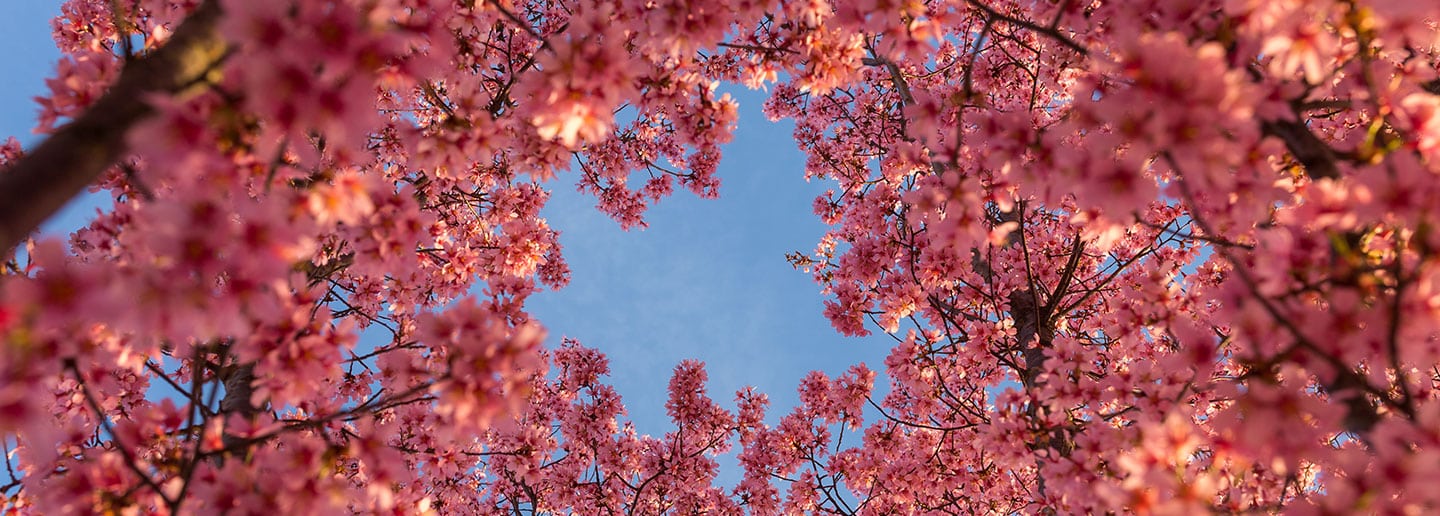 Washington DC cherry blossoms